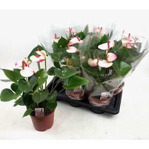 ANTHU AN PR AM ELEGA