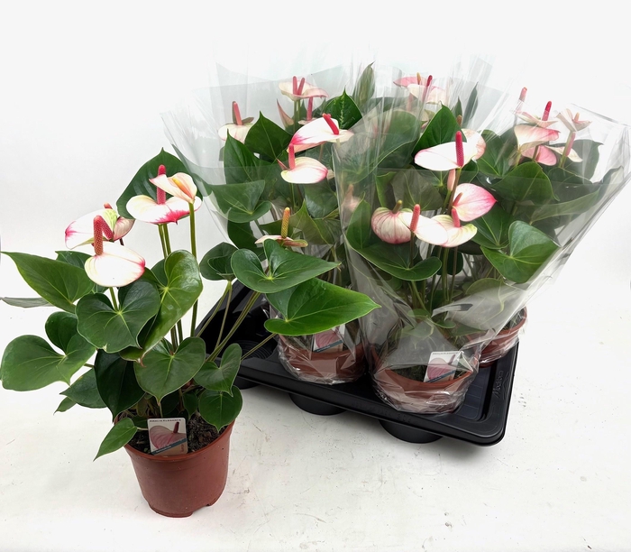 <h4>ANTHU AN PR AM ELEGA</h4>