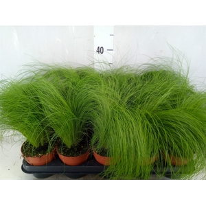 Stipa tenuifolia