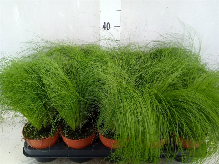 <h4>Stipa tenuifolia</h4>