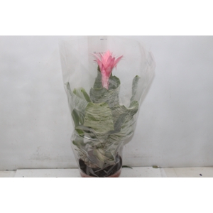 AECHMEA FASCIATA P17