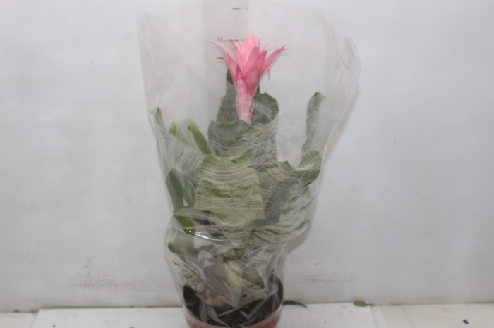<h4>AECHMEA FASCIATA P17</h4>
