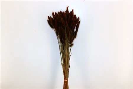 <h4>Dried Lagurus Terracotta Bunch Poly</h4>