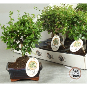 BONSAI GEM