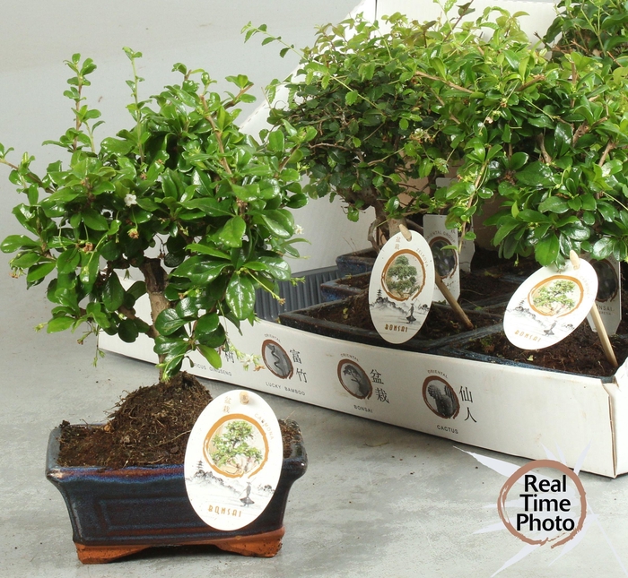 <h4>BONSAI GEM</h4>