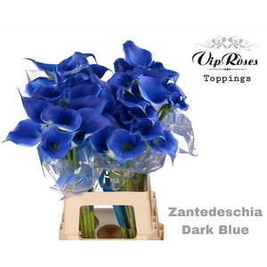 ZANT DARK BLUE