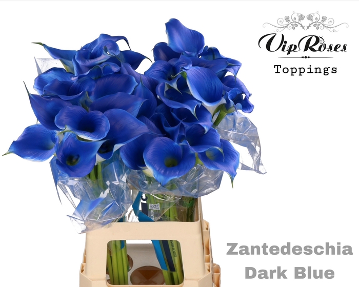 <h4>ZANT DARK BLUE</h4>