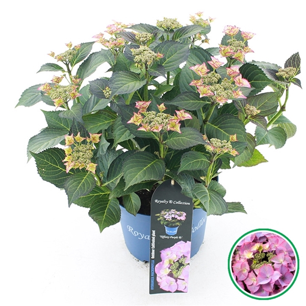 <h4>Hydrangea teller Royalty® 'Tiffany'® Paars C5 (23cm.) Kn.</h4>