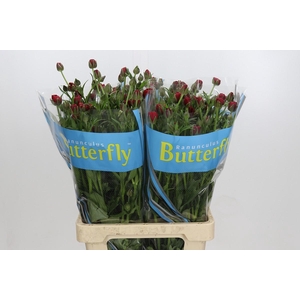 Ranunculus Butterfly Hades