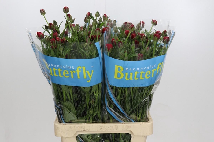 <h4>Ranunculus Butterfly Hades</h4>