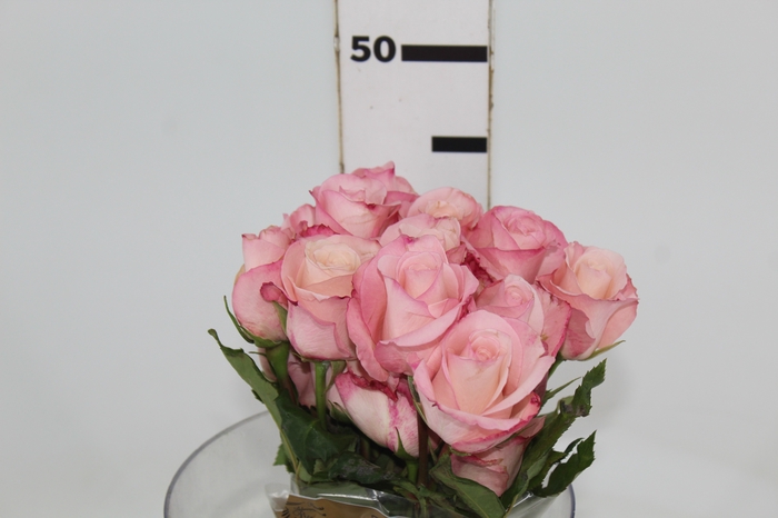<h4>ROSA VANIA 040 CM ESTUFA</h4>