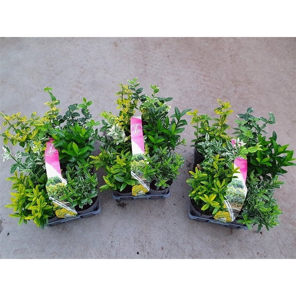 <h4>Euonymus Japonicus mix 6-p</h4>
