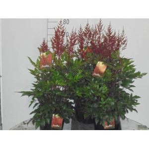 Astilbe japonica 'Montgomery'