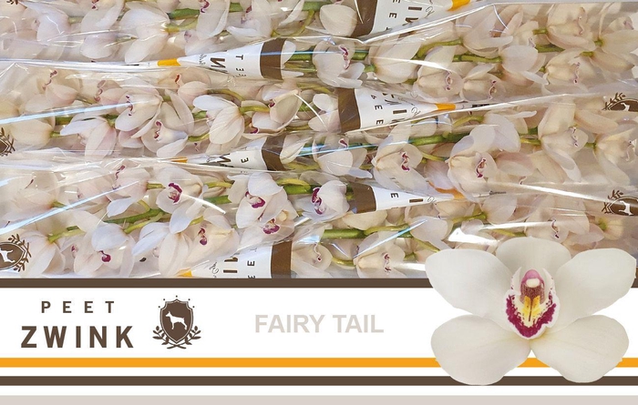 <h4>CYMB T FAIRY TAIL</h4>
