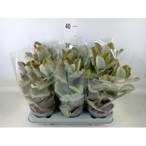 Kalanchoe NF beharensis