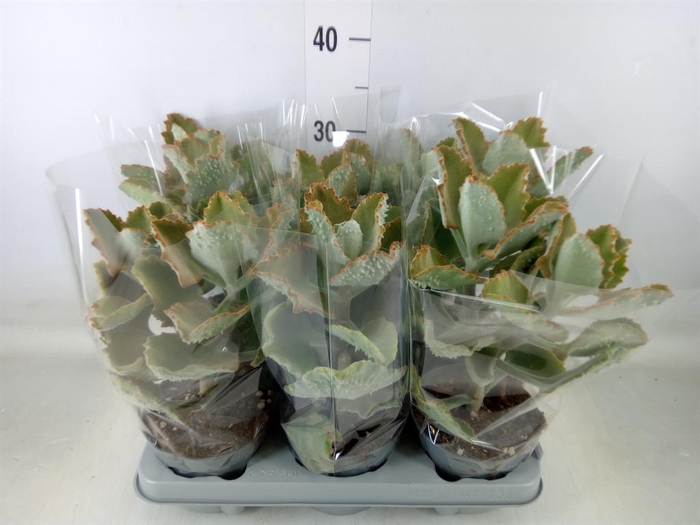 <h4>Kalanchoe NF beharensis</h4>