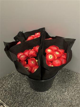 <h4>Ran Suc Red 316 Sup</h4>