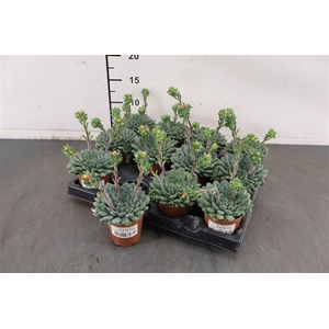 Echeveria Rondelli 5.5 Cm. P.