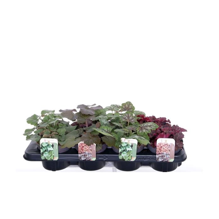 <h4>Heuchera mix</h4>