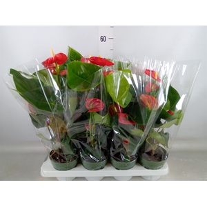 Anthurium andr. 'Madural'