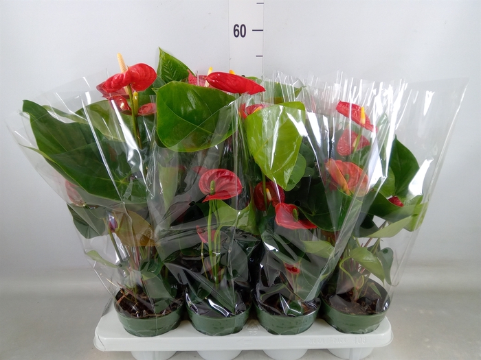 <h4>Anthurium andr. 'Madural'</h4>