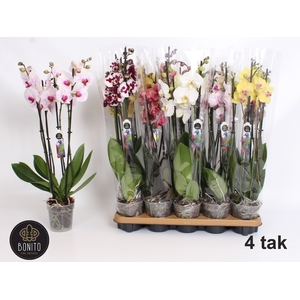 PHAL GEM 6 KL