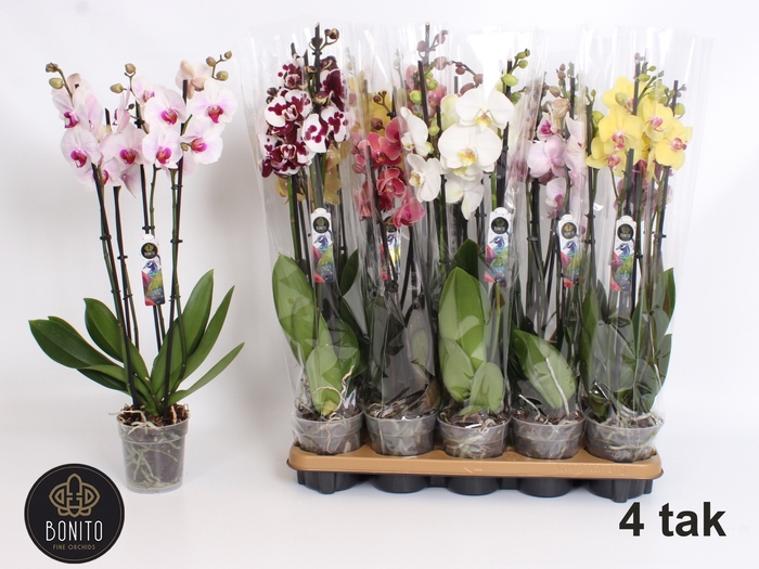 <h4>PHAL GEM 6 KL</h4>
