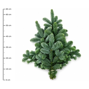 Abies Nob Blauw Bs