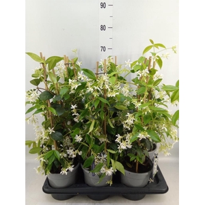 Trachelospermum jasm.