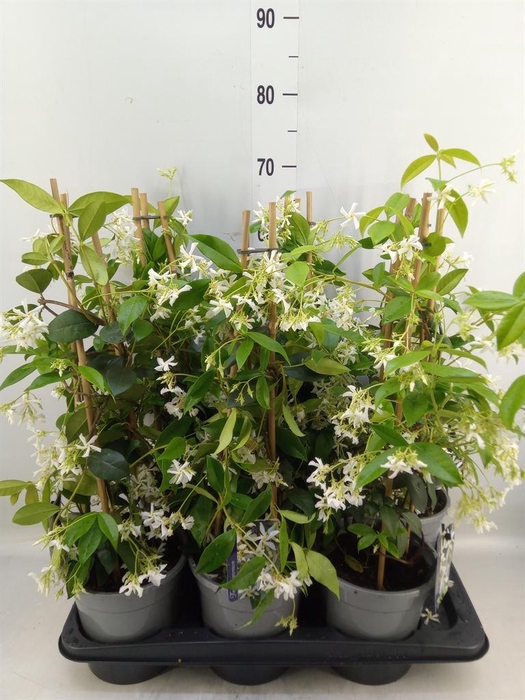 <h4>Trachelospermum jasm.</h4>