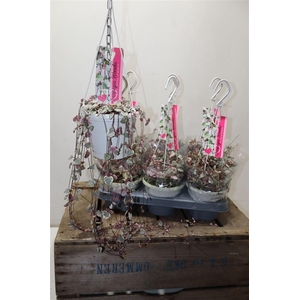 arr8 Cerop Wo Variegata