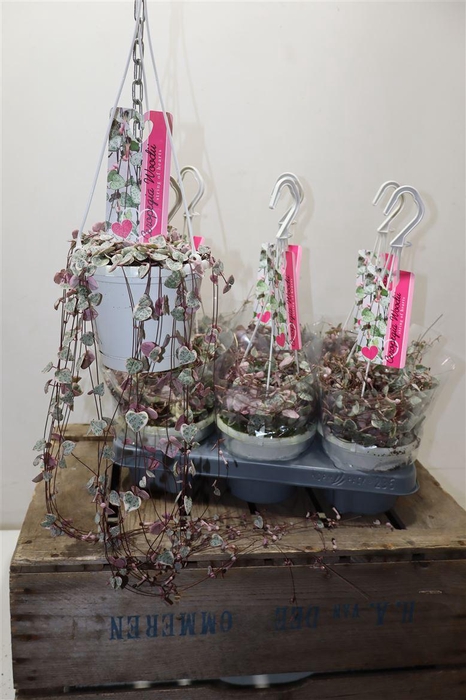 <h4>arr8 Cerop Wo Variegata</h4>