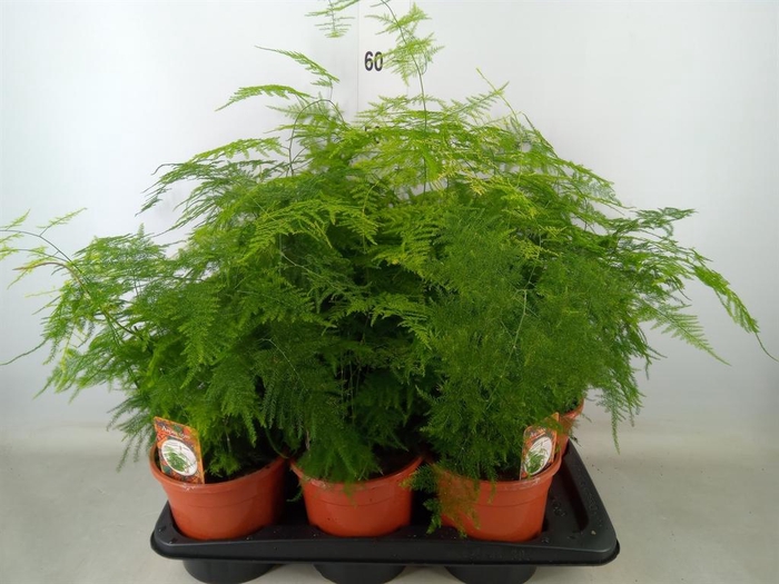 <h4>Asparagus setaceus</h4>