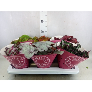 Begonia BD 'Beleaf'   ...mix