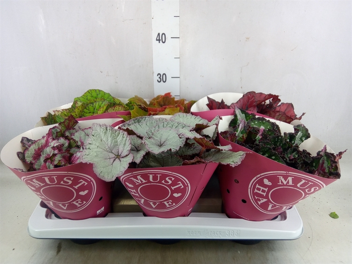 <h4>Begonia BD 'Beleaf'   ...mix</h4>