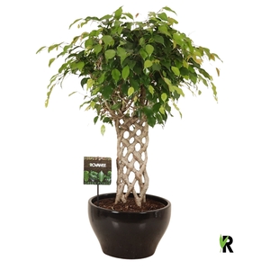 Ficus benj. Exotica gevlochten mat in keramiek rond zwart