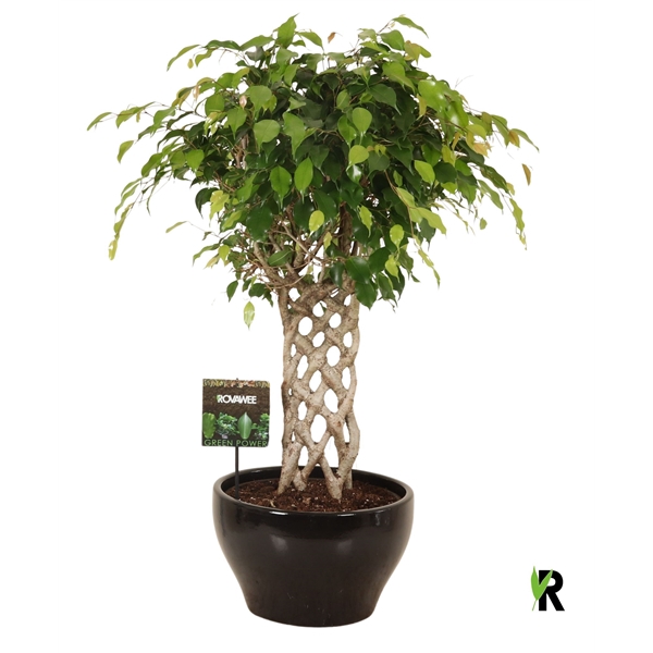 <h4>Ficus benj. Exotica gevlochten mat in keramiek rond zwart</h4>