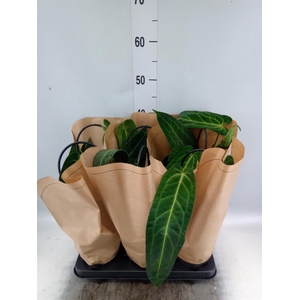 Anthurium   ...