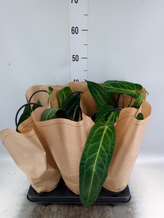 <h4>Anthurium   ...</h4>