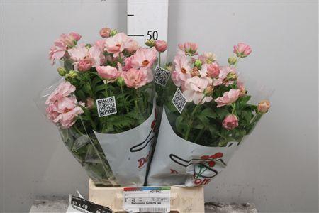 <h4>Ran Butterfly Isis</h4>