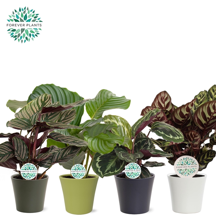 <h4>Calathea Gemengd p14 in COCO Keramiek PEAT FREE</h4>