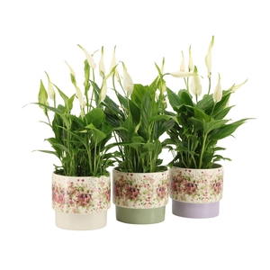 7501392: Solutionss Consideration