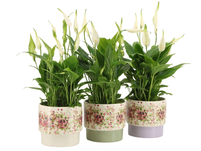 <h4>7501392: Solutionss Consideration</h4>