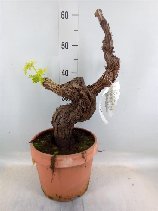 <h4>Vitis 'Bianca'</h4>