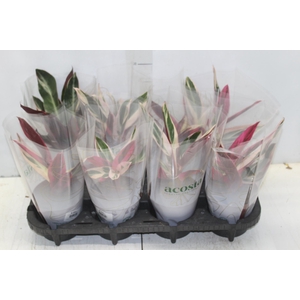 CALATHEA TRIALSTAR P12