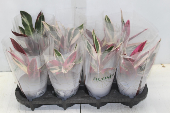 <h4>CALATHEA TRIALSTAR P12</h4>