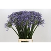 Agapanthus Happy Blue