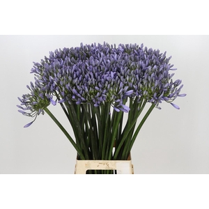 Agapanthus Happy Blue