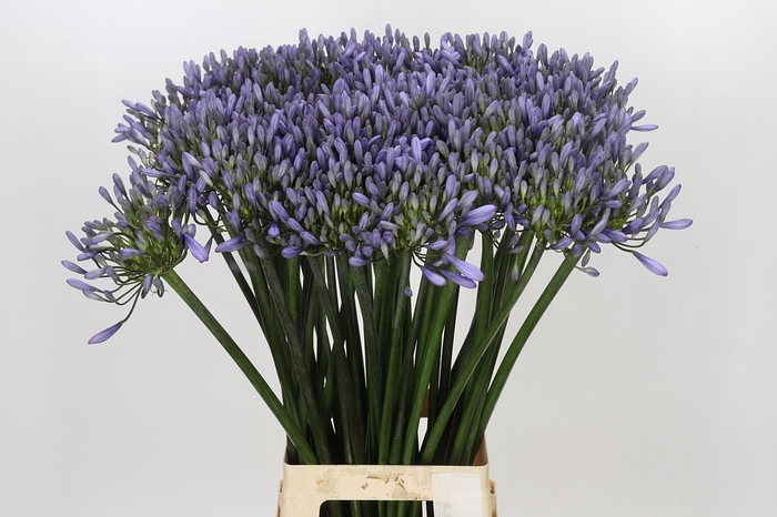 <h4>Agapanthus Happy Blue</h4>