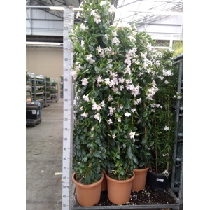 Mandevilla   ...